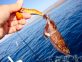 Tintenfish Fisherei – Angeln auf Tintenfische