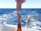 Squid Fishing – Squid Time in the Adriatic